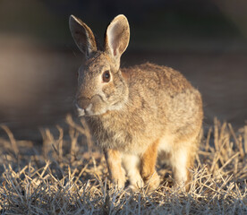 Eastern Cottontail on brown grass and brown background.  Photographed in Wylie, Texas