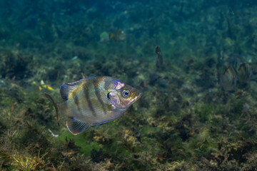 Fototapeta premium Bluegill swimming in natural spring
