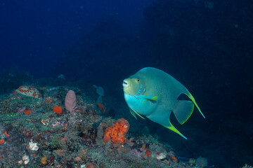 Blue anglefish swimming over reef