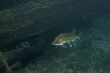 Chain pickerel in natural spring