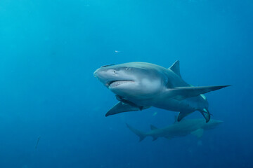 Two lemmon sharks in the ocean