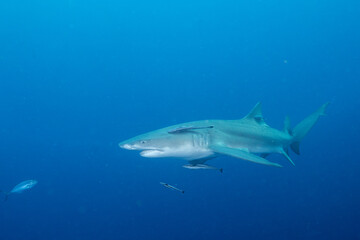 Lemon shark swimming in blue ocean