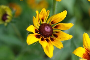 closeup black-eyed susan against a green background