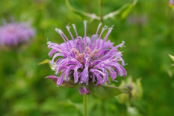 close up purple wildflower against a green background