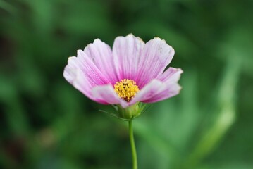 closeup pink cosmo flower