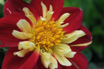 closeup red and yellow dahlia flower with a green background
