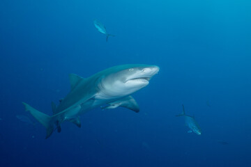 Fototapeta premium Lemon shark swimming in blue ocean