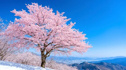 Pink Cherry Blossoms in Snowy Mountain Landscape