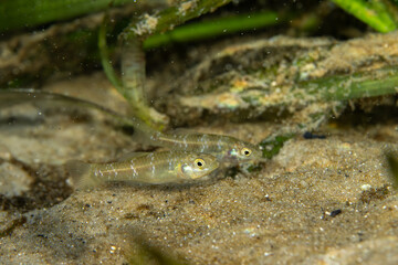 Rainwater Killifish on sandy bottom of spring