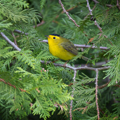 Wilson's warbler Cardellina pusilla perched in an eastern white cedar Thuja occidentalis