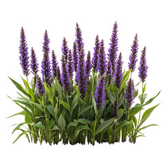A Group of Flowering Purple Pickerelweed Plants Isolated on Transparent Background