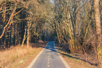 Road for walks in the park.