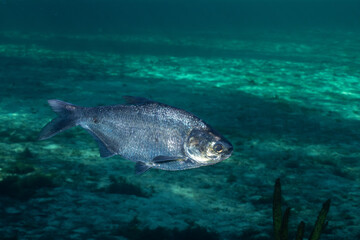 Gizard shad swimming in spring