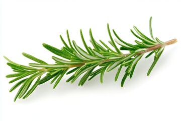 Fresh rosemary sprig isolated on white background