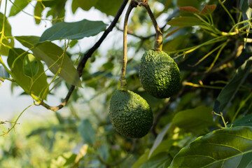 foto de frutos de aguacate en el cultivo - foto de stock 