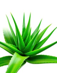 Obraz premium A lush aloe vera plant, isolated against a pure white background, stock photo, flora