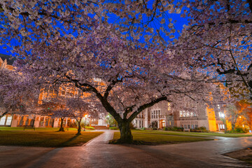 Cherry Blossoms at the WU