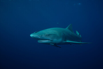 Closeup of lemon shark in blue ocean
