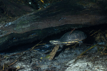 Common musk turtle at the bottom of a natural spring