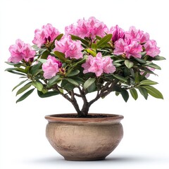 Naklejka premium Small Potted Rhododendron Bush Displaying Pink Flowers and Green Leaves Isolated on a Clean White Background in a Studio Setting