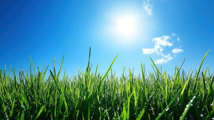Fototapeta premium Sunny day, vibrant green grass field, clear blue sky, website banner