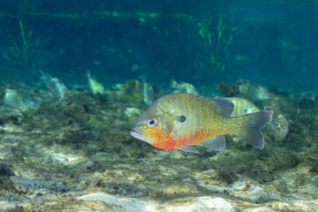 Naklejka premium Redbreast sunfish in a natural spring