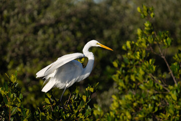 Great egret perched in a tree