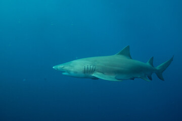 Lemon shark swimming in blue ocean