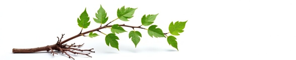 Single isolated branch with some brown twigs and roots at the base on a white background, greenery, roots