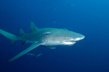 Lemon shark in blue open ocean