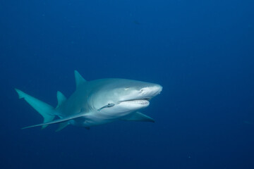 Lemon shark swimming in blue ocean