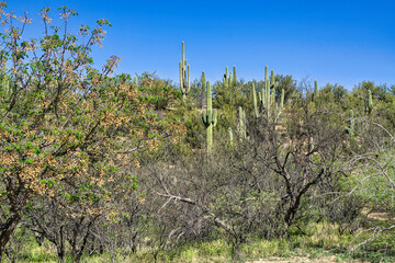 Catalina Regional Park, Tucson, Arizona