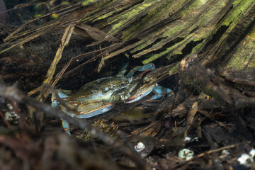 Blue crab resting in natural spring