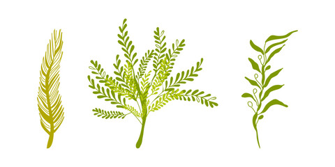 Sea Plants Underwater ocean Marine flora Set. Design for banner poster template invitation card. Vector illustration.