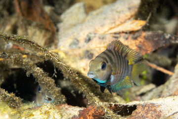 Colorful convict chichlid in natural spring