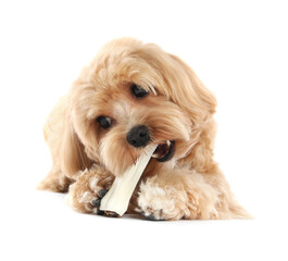 Cute dog with chew bone on white background