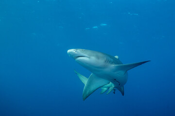 Lemon shark at ocean surface