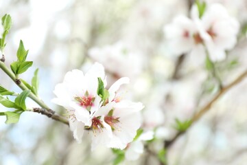 Beautiful blossoming cherry plum tree with white flowers outdoors, closeup