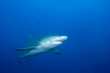 Lemon shark in the open ocean