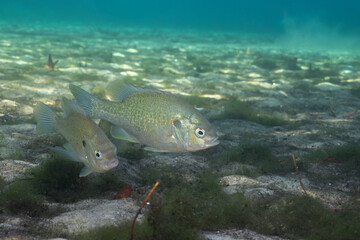 Two redear sunfish in a natural spring