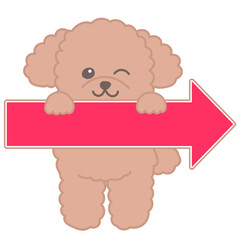 赤い矢印を持ったトイプードルのイラスト　右向きの矢印