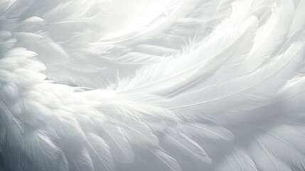 Obraz premium White feathers, soft glow, close-up, background blur, design texture