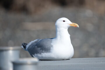 Sea Gull 