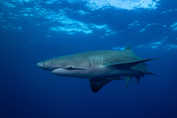 Lemon shark at ocean surface