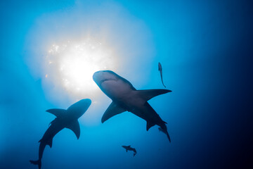Bottom view of lemon sharks swimming overhead