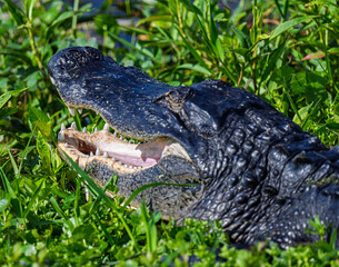 alligator head close up