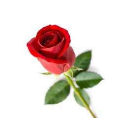 Vibrant red rose, Single bloom, Crisp detail, White background, Green stem and leaves, Photorealistic, High contrast