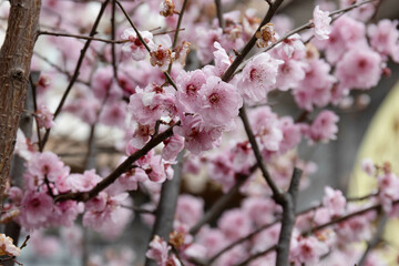 Tourist Attraction in Chongqing, Shiba Ti ( Eighteen Ladders )