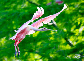 Roseate spoonbill in flight
