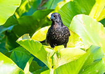 Red winged blackbird in a lily pad